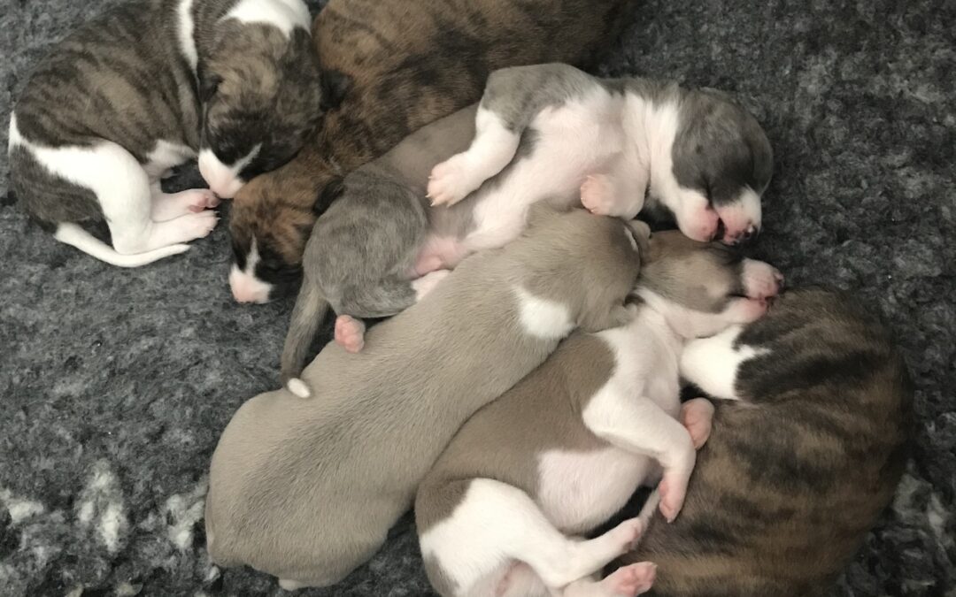 Whippet valpar födda 27 mars 2025